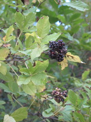 Eleutherococcus sessiliflorus