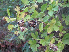 Eleutherococcus sessiliflorus