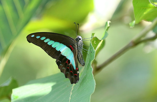 Common Bluebottle
