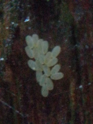 yellow barklouse, photo 5 of 9