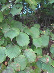 Corylus sieboldiana mandshurica