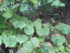 Corylus sieboldiana mandshurica