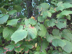 Corylus sieboldiana mandshurica