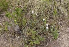 Lampranthus pauciflorus