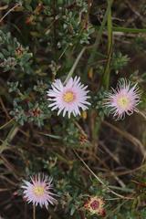 Lampranthus pauciflorus