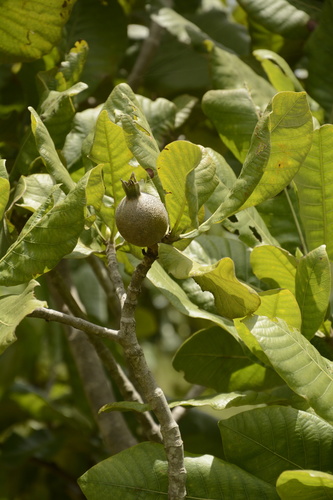 Image of Gardenia latifolia by (c) Siddarth Machado, some rights reserved (CC BY)