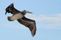 Pelecanus thagus
