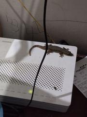 Hemidactylus platyurus