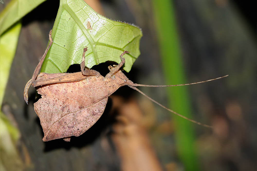 Typophyllum laciniosum