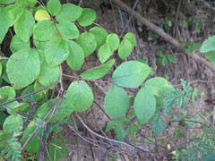 Lonicera praeflorens