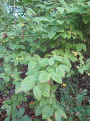 Lonicera praeflorens