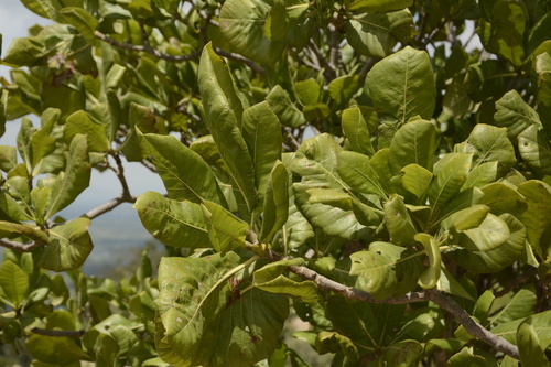 Image of Gardenia latifolia by (c) Siddarth Machado, some rights reserved (CC BY)