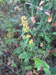 Solidago pacifica