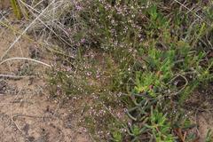 Muraltia knysnaensis