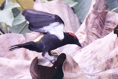 Heterospingus xanthopygius