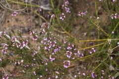 Muraltia knysnaensis