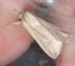 Mythimna congrua