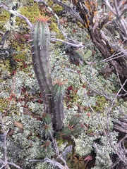 Euphorbia nesemannii