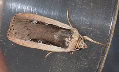 Ochropleura leucogaster