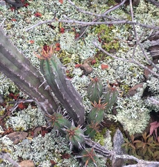 Euphorbia nesemannii