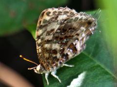 Catapaecilma major