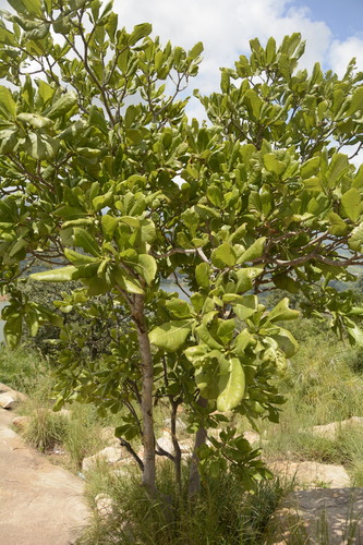 Image of Gardenia latifolia by (c) Siddarth Machado, some rights reserved (CC BY)