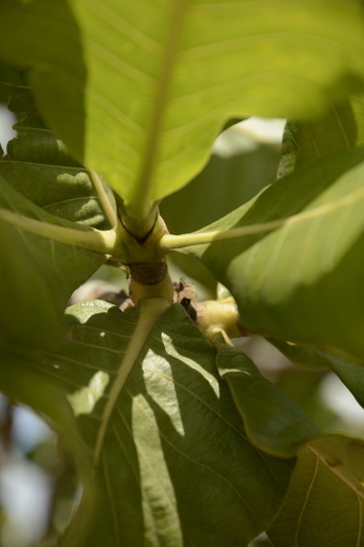 Image of Gardenia latifolia by (c) Siddarth Machado, some rights reserved (CC BY)