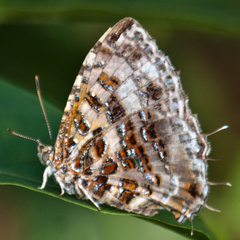 Catapaecilma major
