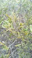 Geijera linearifolia