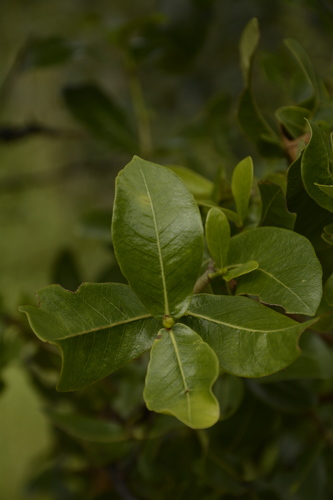 Gardenia gummifera, photograph 6