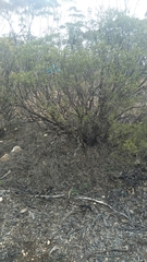 Geijera linearifolia