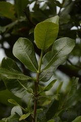 Gardenia gummifera