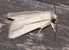 Mythimna prominens