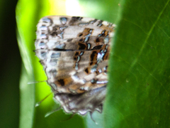 Catapaecilma major