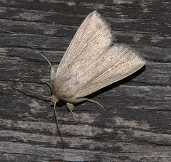 Mythimna congrua