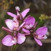 Polygala ericaefolia - Photo (c) Sandra Falanga, algunos derechos reservados (CC BY-NC)