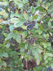 Eleutherococcus sessiliflorus