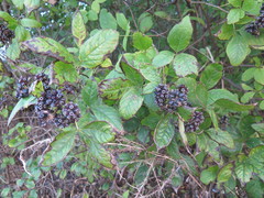 Eleutherococcus sessiliflorus