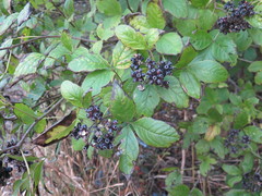 Eleutherococcus sessiliflorus