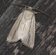 Mythimna prominens