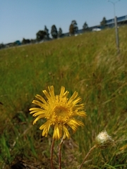 Podolepis linearifolia