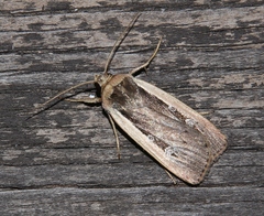 Ochropleura leucogaster