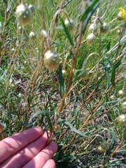 Podolepis linearifolia