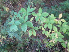 Eleutherococcus sessiliflorus