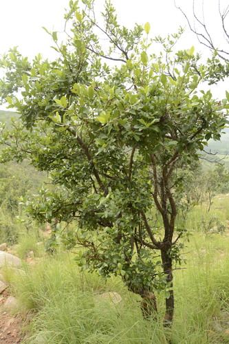 Image of Gardenia gummifera by (c) Siddarth Machado, some rights reserved (CC BY)