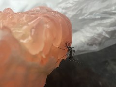 Stegomyia