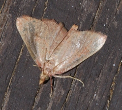 Hypsopygia incarnatalis