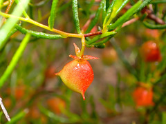 Dodonaea hexandra
