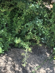 Scrophularia parviflora