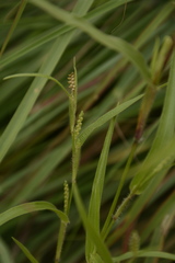 Hackelochloa granularis